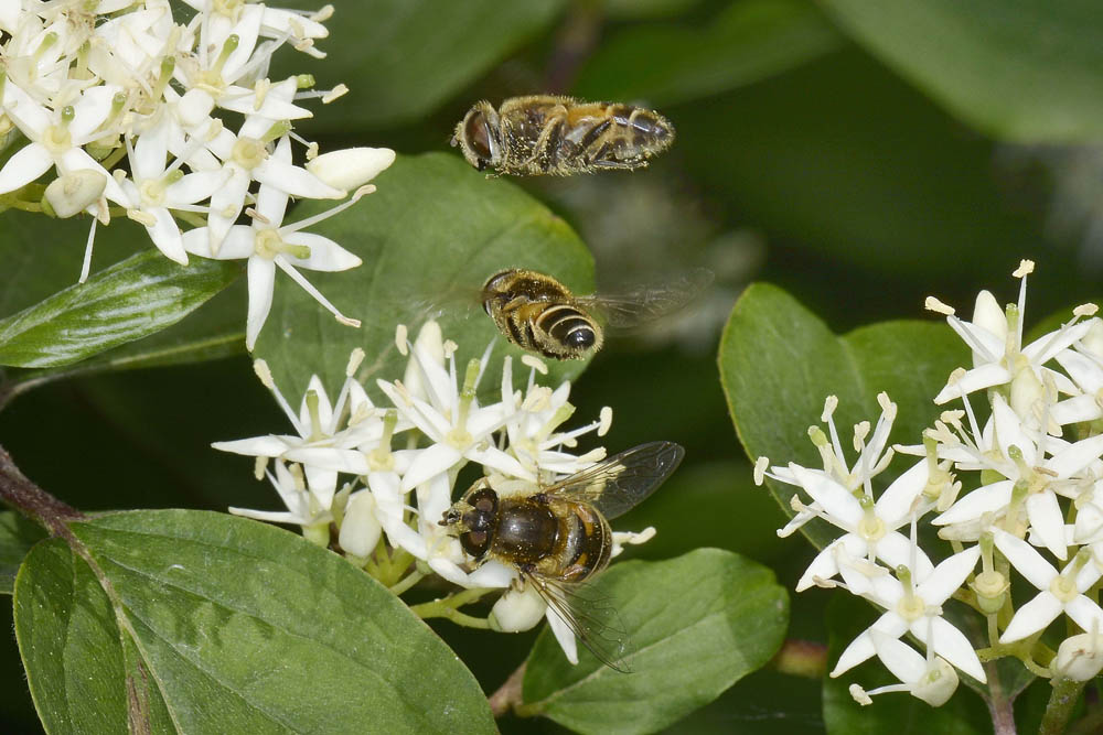 Corteggiamento di syrphidae? 